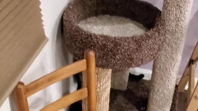 Spider Cat Uses Wall to Rappel Down Cat Tower