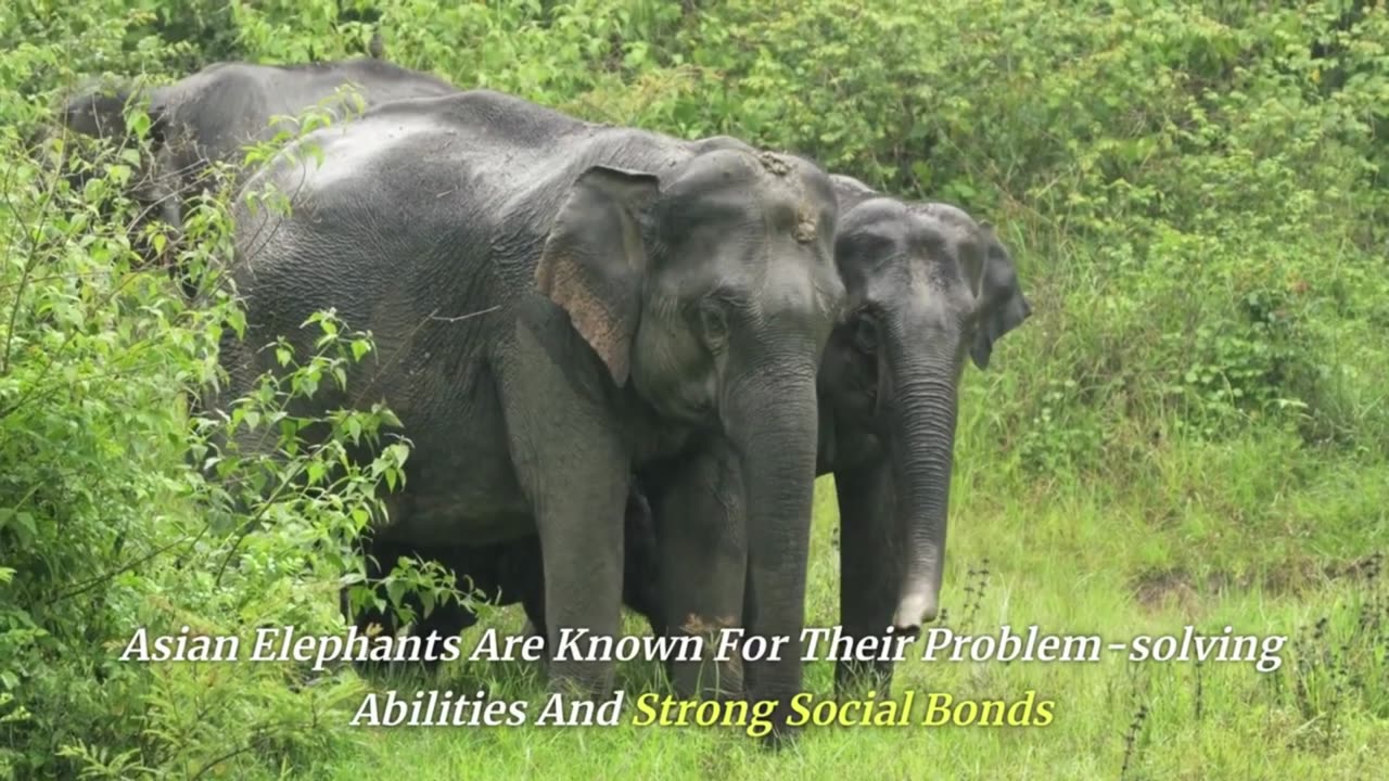 Trunk Tales Roaming the Elephant Kingdom from Savannahs to Rainforests