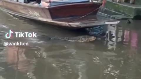 Animal: Python swimming in the water
