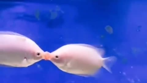 This is a beautiful and charming water-dwelling species