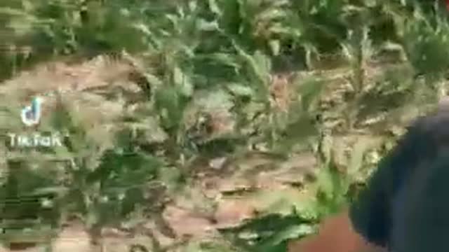 Told to plow up Crops
