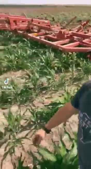 Told to plow up Crops