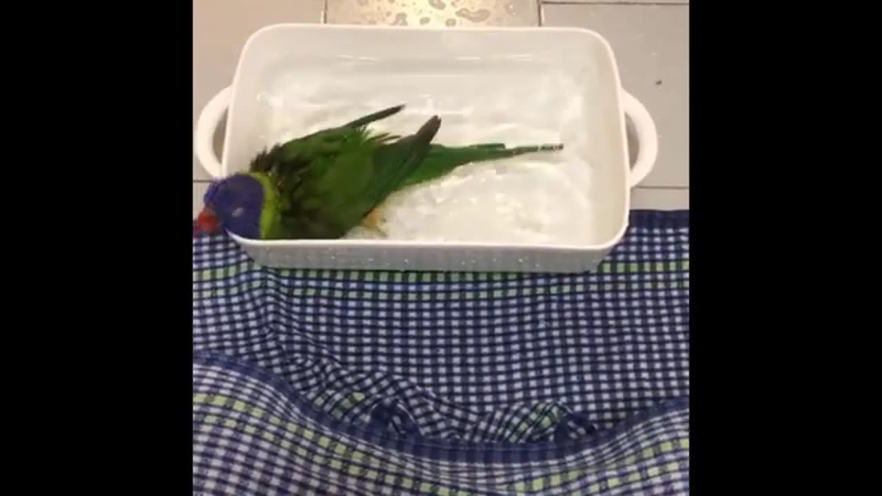 Top Funny awesome birds video