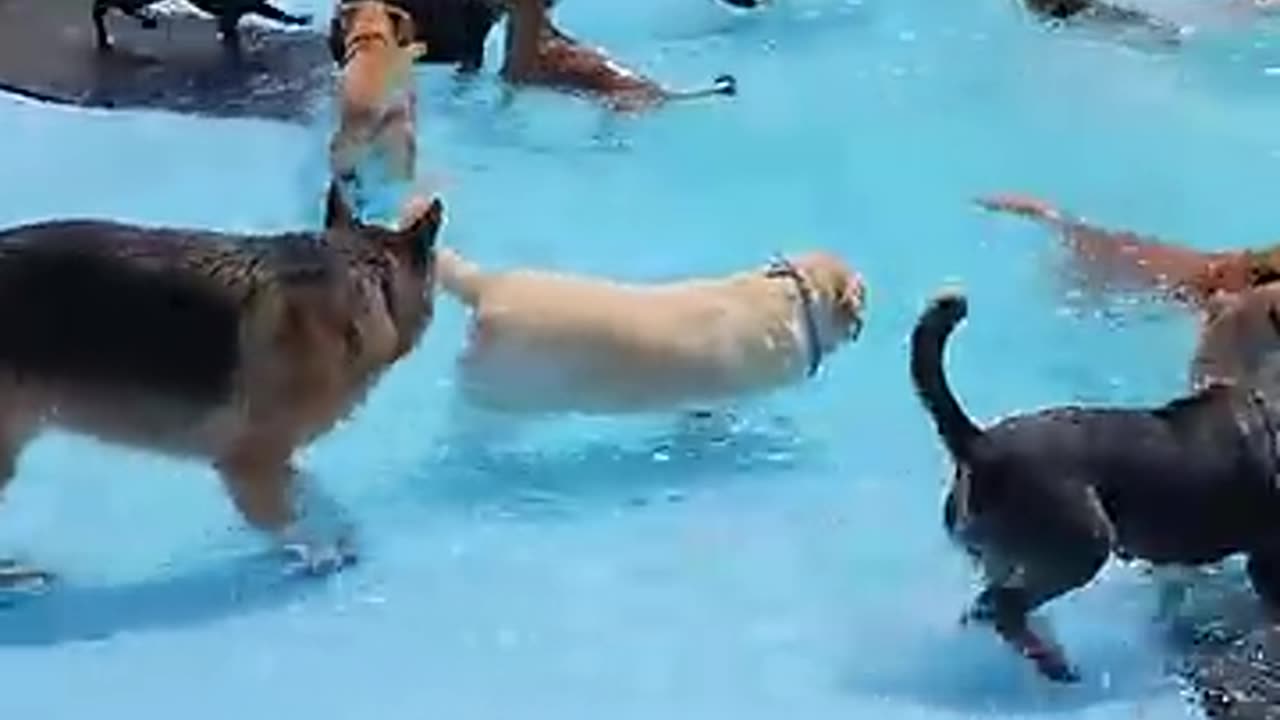 dog pool party