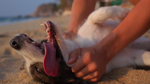 Dog 🐶# happiness # moments 😀