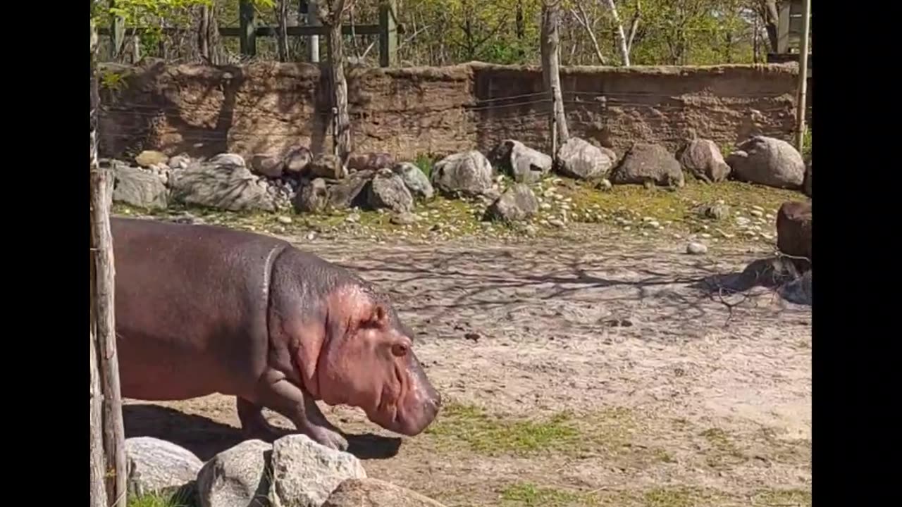 Wonderful animal..