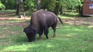 Big Bison Graze in Man's Back Yard