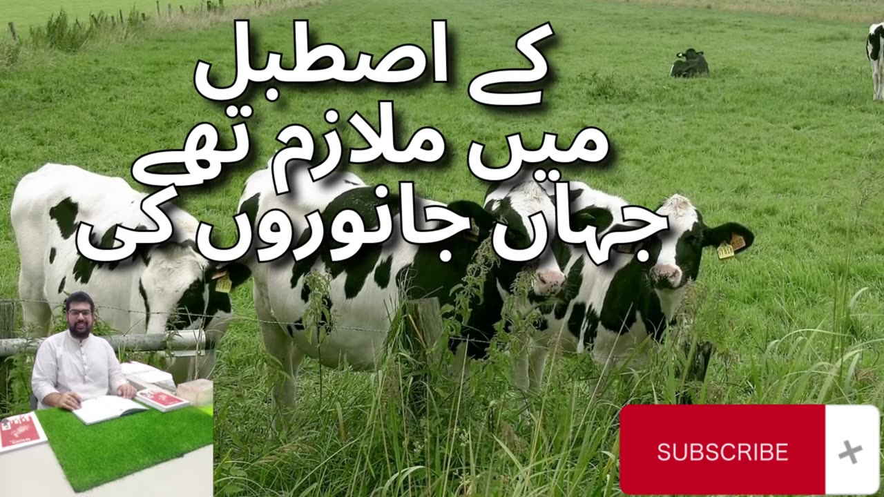 کہانی کا نام ناراض بھوری