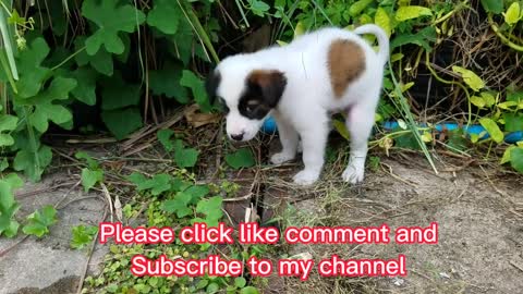 Cute Puppy ep59 __ Take Your Puppy for a Walk in the Vegetable Garden __ Rabbit