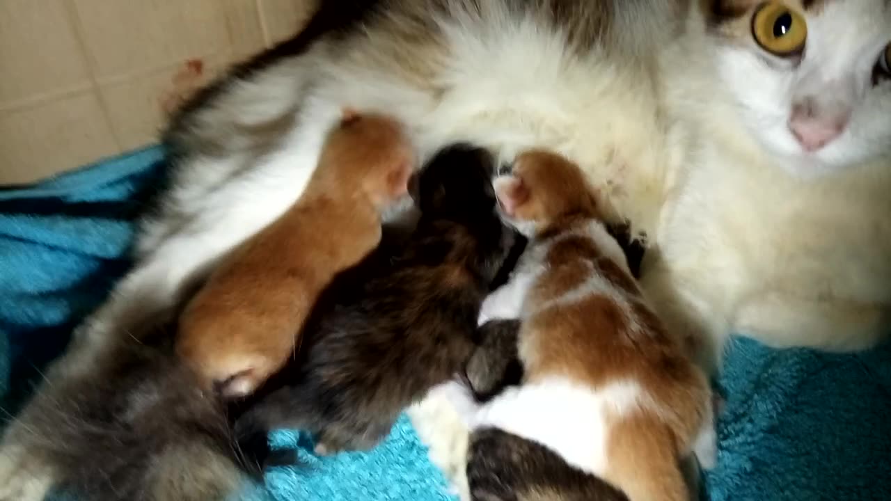 Mother Cat and Kittens