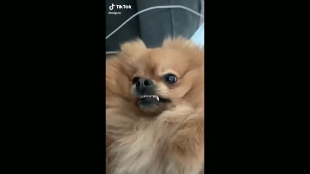 Puppy Taking Affection From Its Owner - TikTok Dogs (Funny Animals #376)