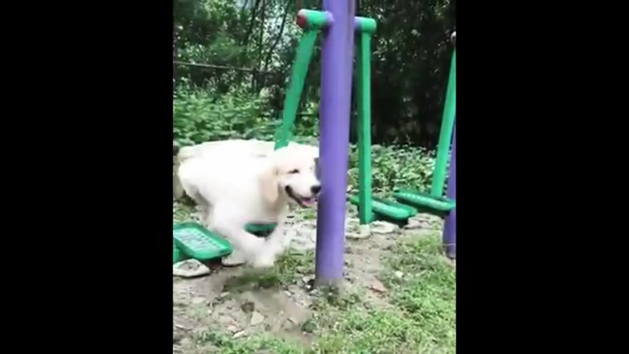 Cutes Puppies Doing Funny Video Cutest Dogs