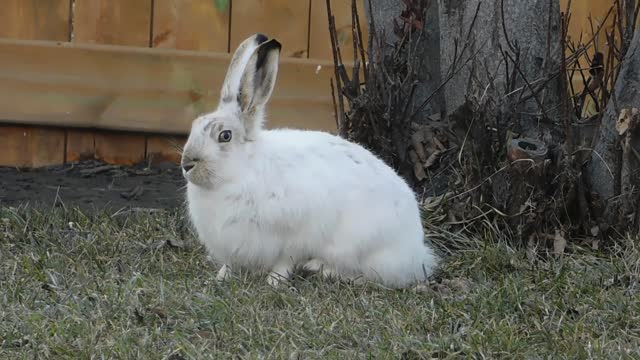 Watch the lovely bunny eating fresh grass