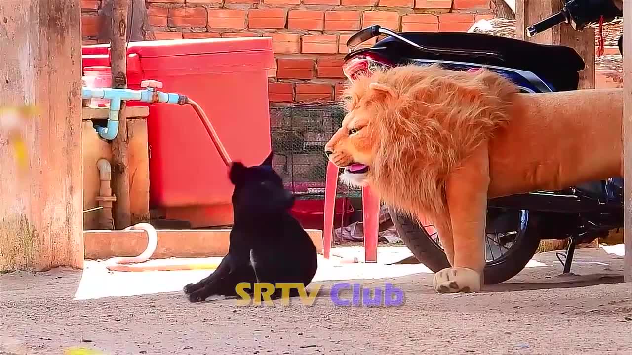 Best Prank Collection Top 15 - Fake Lion Prank Real Dog Super Funny - Try Not To Laugh Challenge