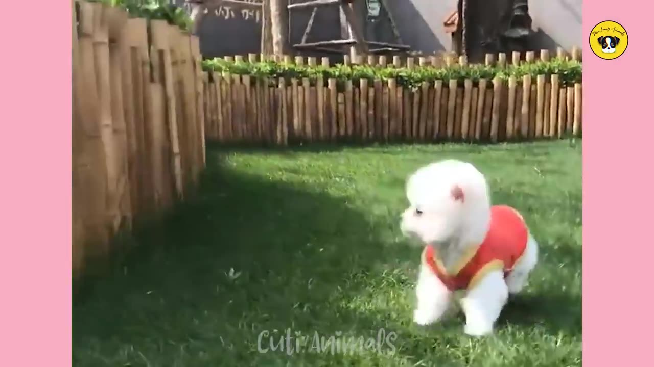 Video Compilation of Hilarious Animal Moments