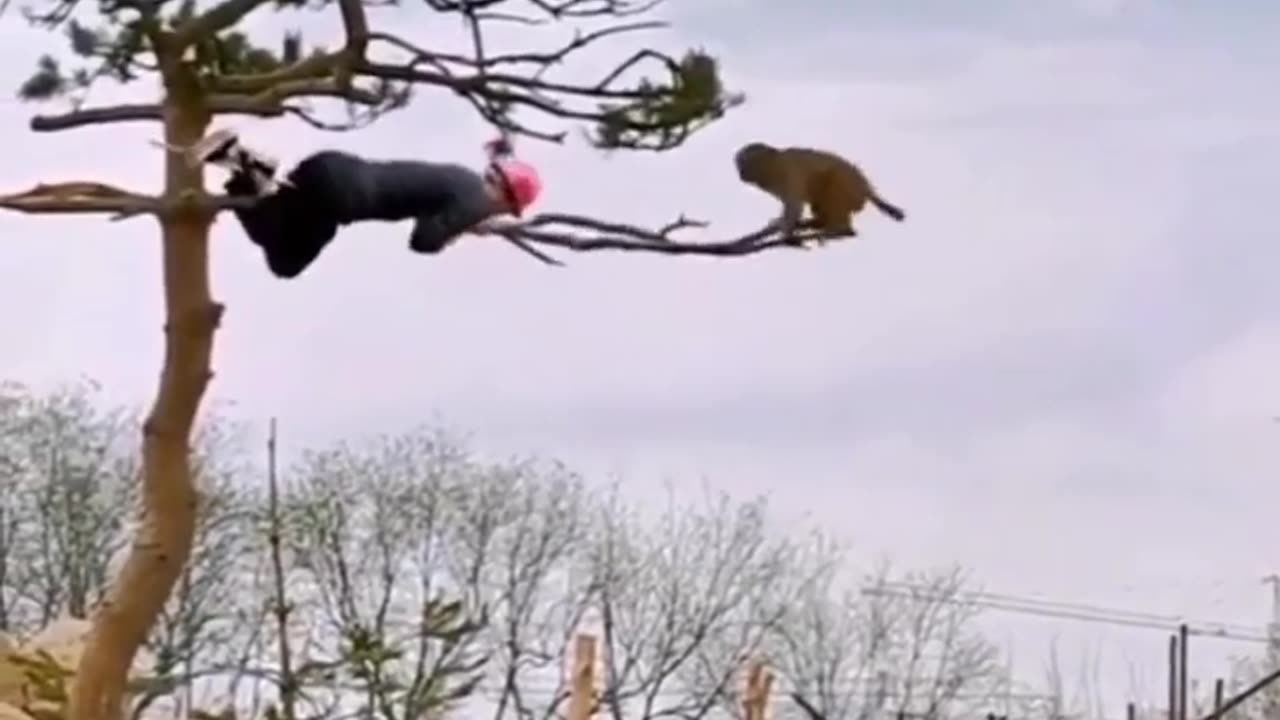 Funny Animals Video (Short video)