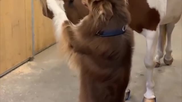 Unbelievable!! Funny dog Video