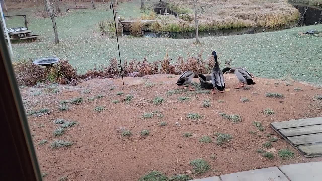 "C'mon Dad" 🤣 w/ Pet Goose George