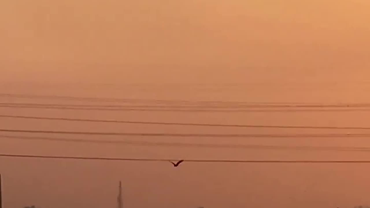 “Birds flying in the sunset “