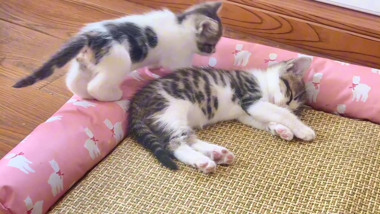 A kitten playing with her mother while she try to sleep