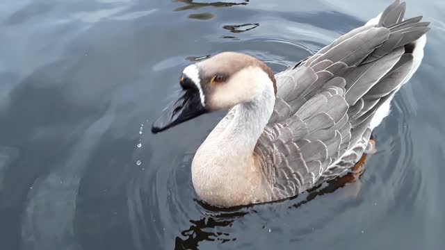 RARE SWAN X CANADA GOOSE HYBRID