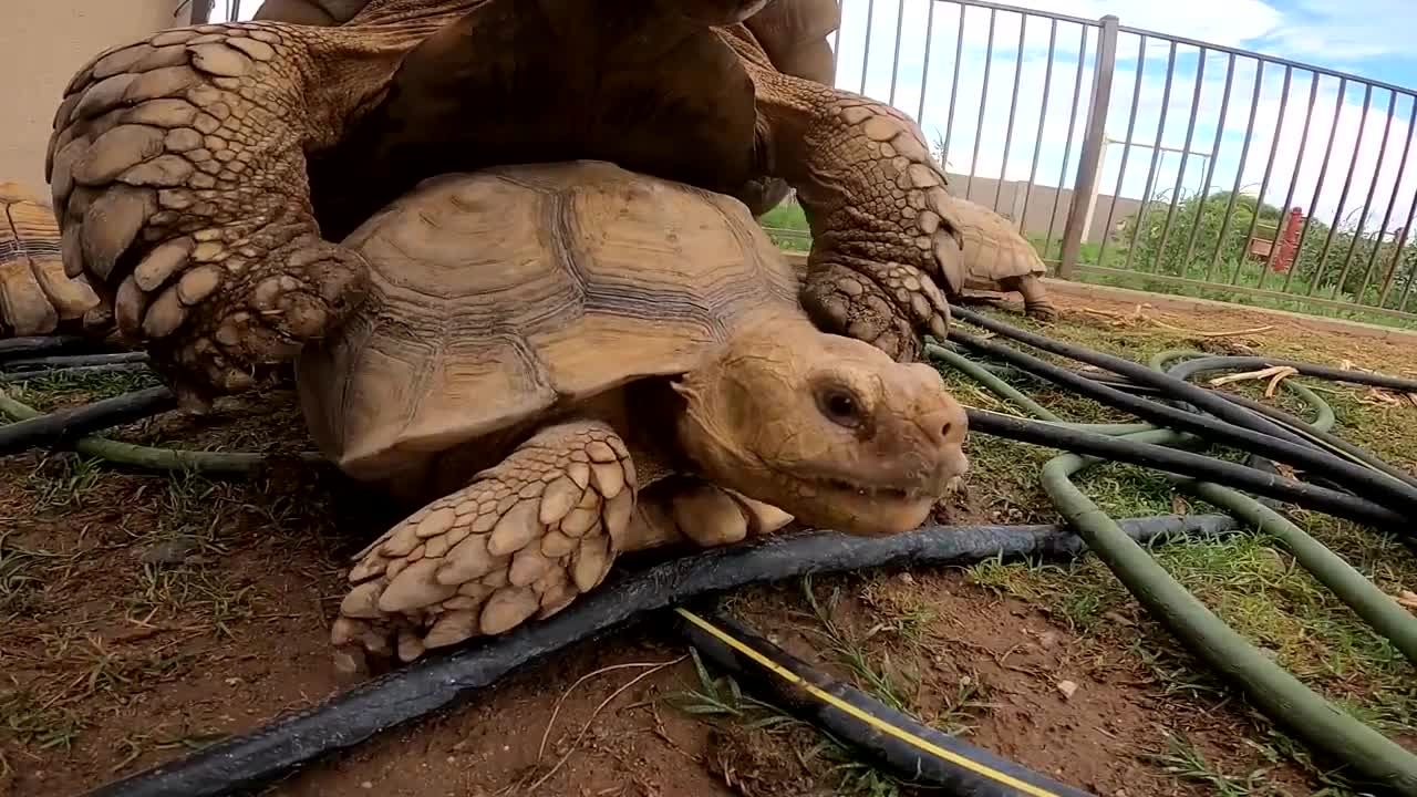 Baby Tortoises Hatching Out of the Ground-9