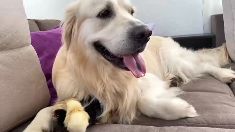 Adorable Golden Retriever and Cute Baby Chicks