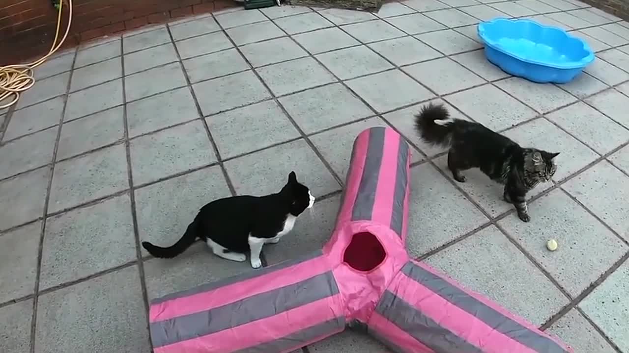 Crazy Cat Fights