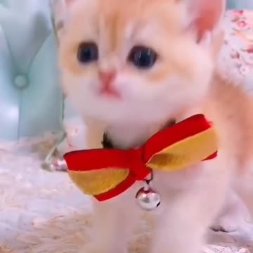 Cute cats and kittens