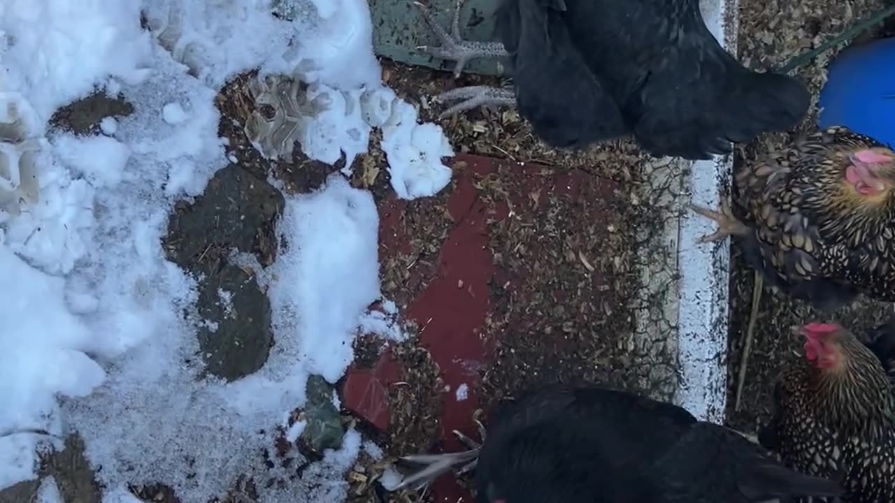 Will the Chickens Cross into the Snow?