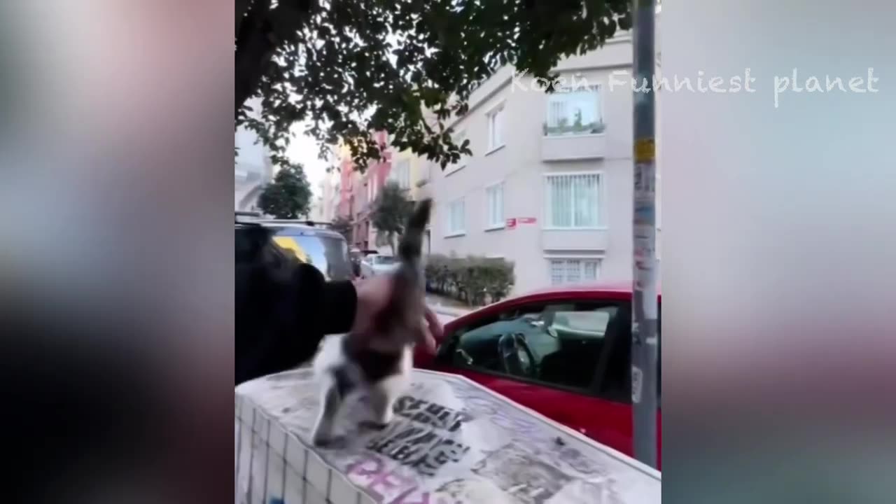 Funny dogs and cat