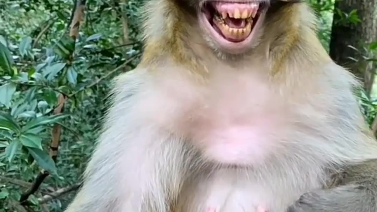 Monkey 🙊 laughing 😂. Why tell me in comments