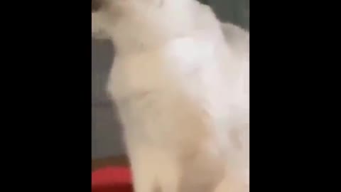 Funny Cats 😹 - Don't Try To Stop Laughing 🤣 - Funniest Cats Ever