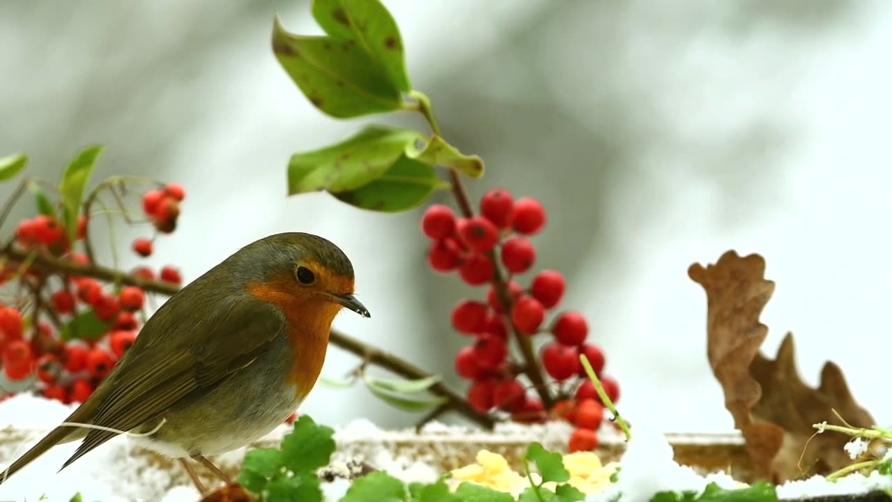 Beautiful bird