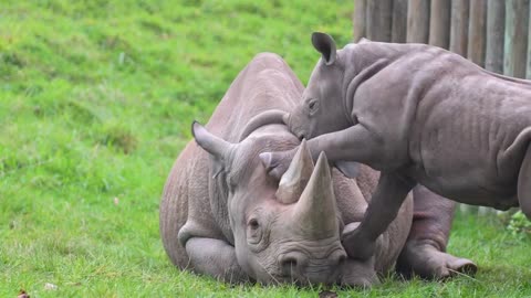 Playful Baby Rhino Adorably Pesters His Mom