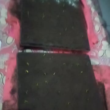 Percobaan Semai Cabai | Pertanian Cabai Atau Rica