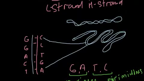 What are the Light and Heavy strands of DNA?