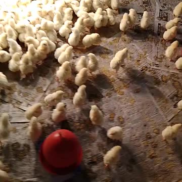 beautiful little bird 🕊️🕊️🕊️🕊️ very little bird