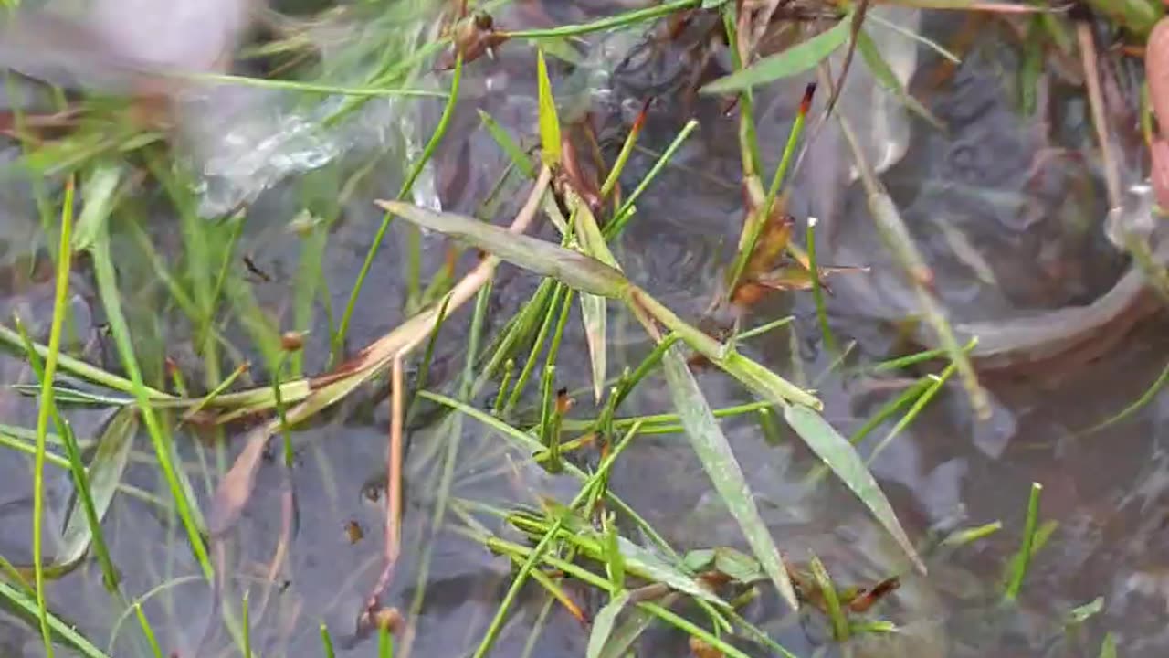 fish rice field, beautiful