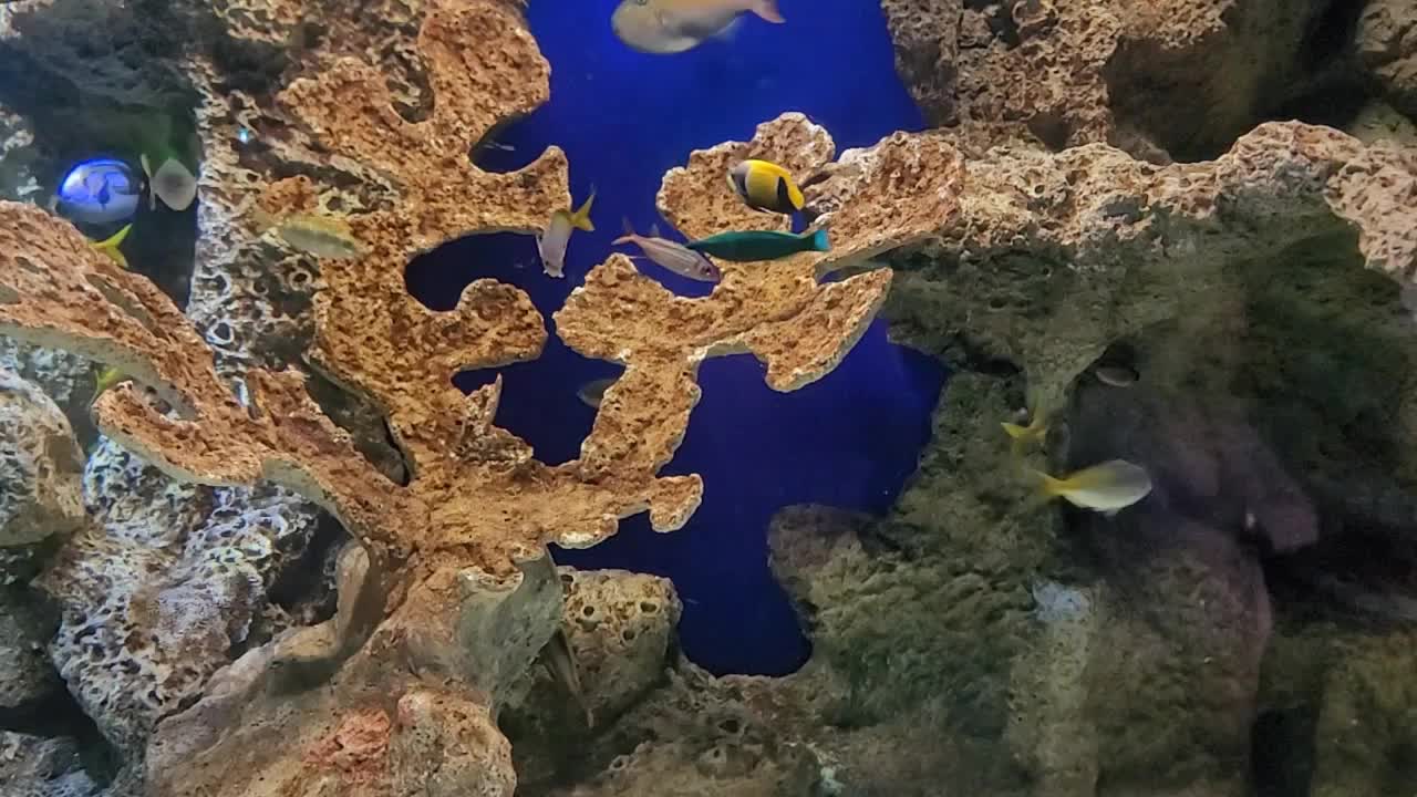 Fish Aquariums at the Discovery Place in NC