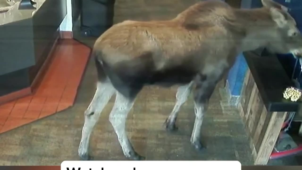 WATCH: Hungry #moose sneaks into #Alaska movie theater