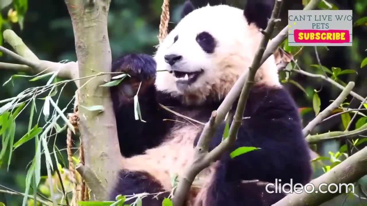 Compilation of funny and cute pandas 🐼 Video keeps me laughing