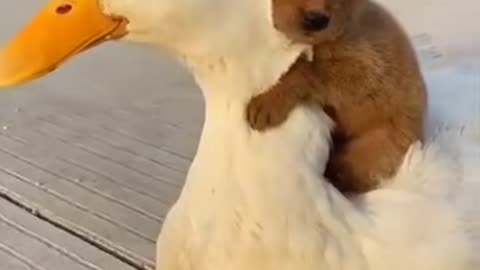 Cute Friends - Animals video