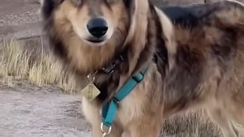 This is the most majestic dog I've ever seen 😳