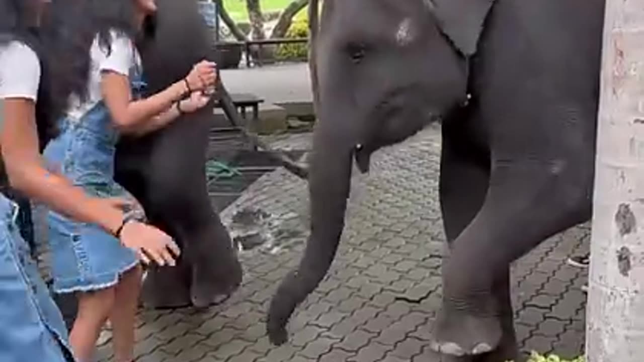 Dance with elephent