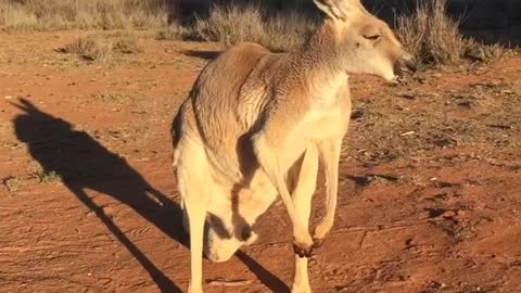 Kangaroo Loves to Scratch and Nap