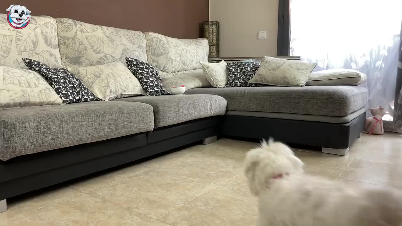 Mi PERRO me ROBA la Comida! Anima Dogs