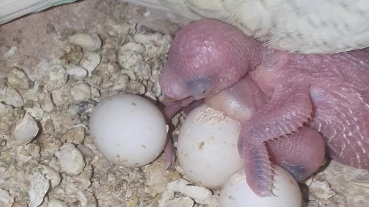 Budgies with egg and chicks