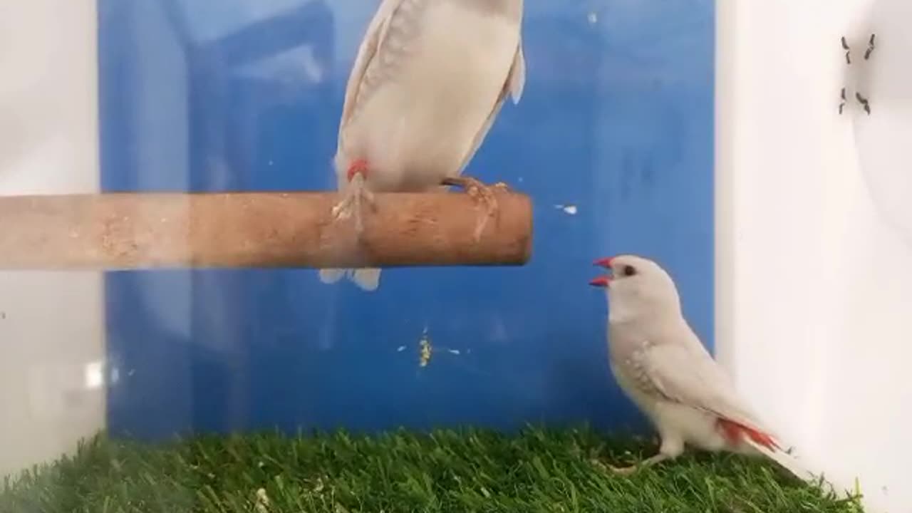 Snow finches # beautiful birds