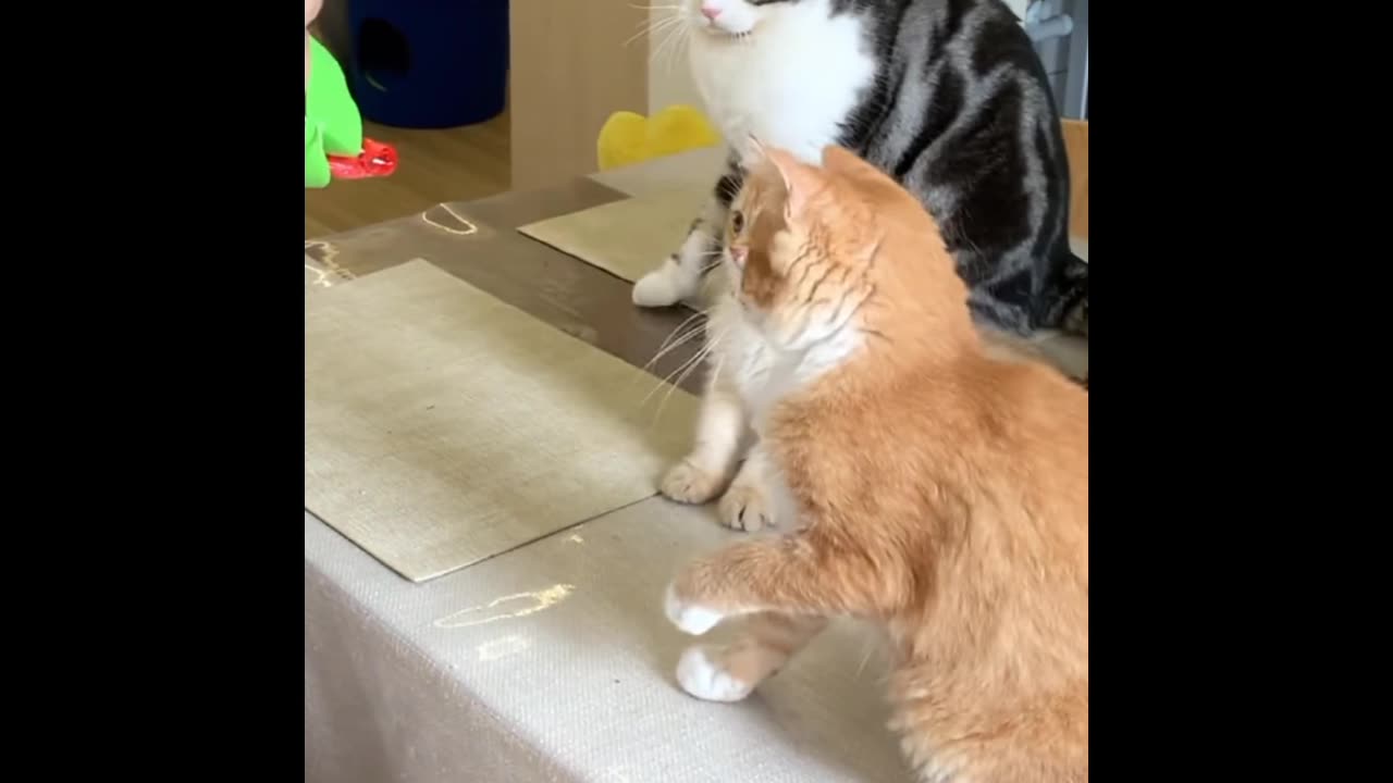 funny cats and cutiee